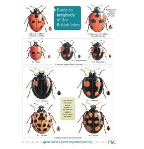 Guide to Ladybirds of the British Isle